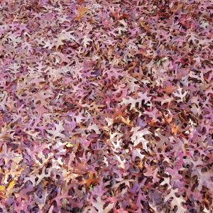 20181022_153025 herfstbladen 1 20181022_153025 herfstbladen 1